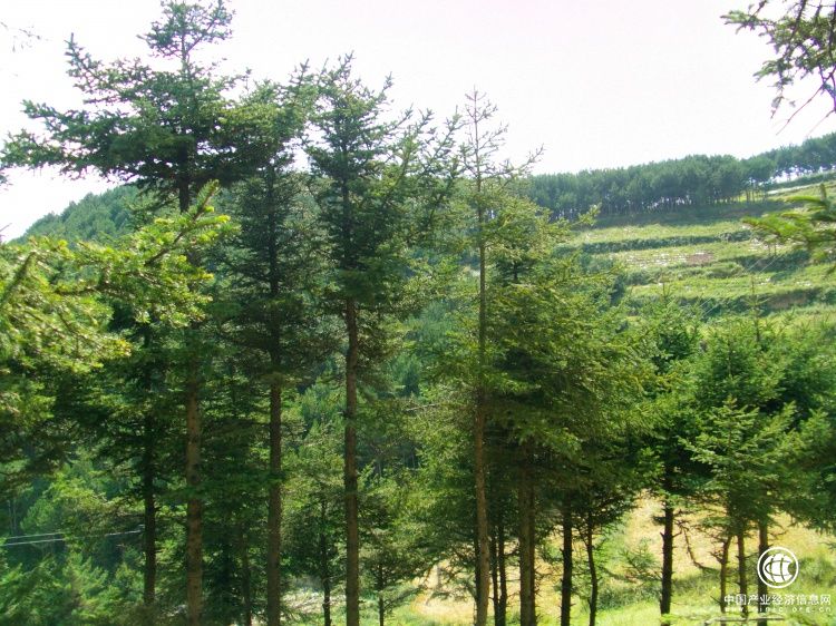 我国退耕还林工程总投入超过5000亿元