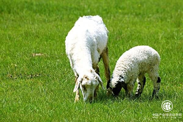 内蒙古锡盟草原生态保护取得积极成效