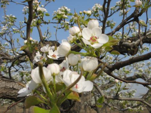 新疆巴州逾41万亩库尔勒香梨迎来丰收