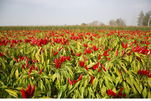 辣椒种植加工成为河南商丘水池铺乡重要产业