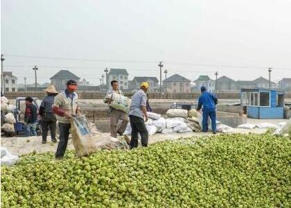 浙江余姚：“中国榨菜之乡”的品牌之路