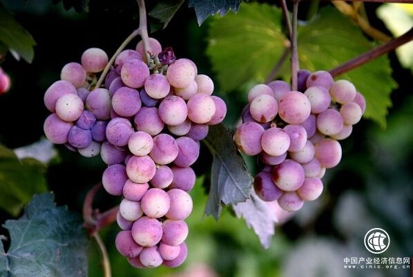 内蒙古乌海市稳步推进葡萄产业发展