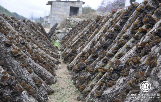 陕西省柞水县倾力打造“中国木耳之乡”