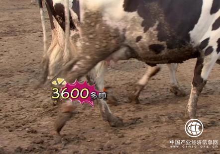 依靠牛粪每年也能产生两百多万元经济效益