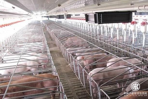 物联网养猪：“养万头猪只需1人”不是梦