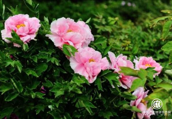 河南洛阳牡丹去年出口创汇达1700万元