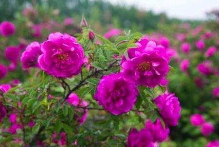 新疆疏附数百亩玫瑰芍药绽放 特色种植助力群众经济增收