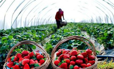 河北构建环京津1小时鲜活农产品配送圈