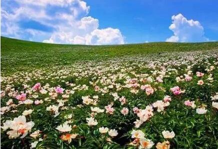 打造旅游热点 内蒙古大力培育花季旅游业态