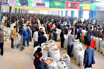 甘肃：中药材“资源大省”遭遇“产业小省”困境