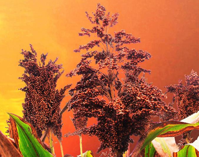 商务部：终止原产于美国进口高粱的双反调查