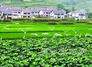 4月份农业农村经济发展质量效益稳定提升