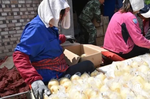 祁县 采山 酥梨