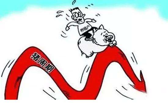 猪价否极泰来  “猪周期”磨底进行时