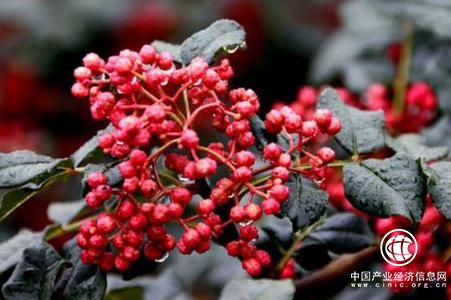 四川欲打造花椒产业第一大省 到2022年综合产值达300亿元