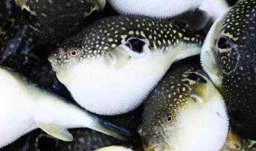 河北唐山曹妃甸区被授予“中国河豚鱼之乡”称号