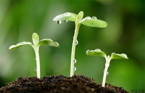 本土商业化育种的现在与未来