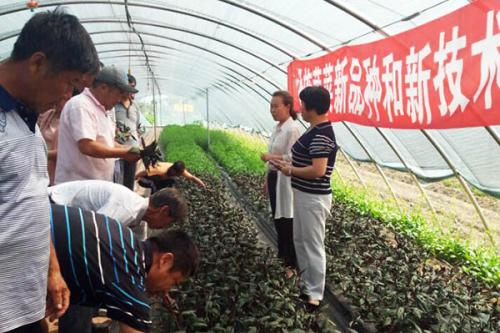 “以工换工”助推农业新技术推广