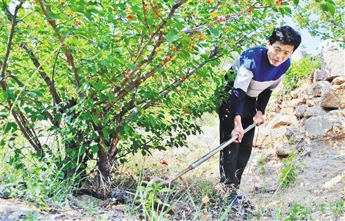 从十亩种到上千亩 小小“东方橄榄”鼓足广西农户致富信心