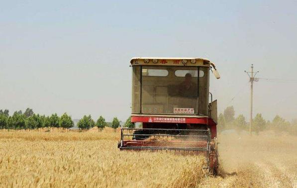 今年我国夏粮有望再获丰收  小麦市场价格保持稳定