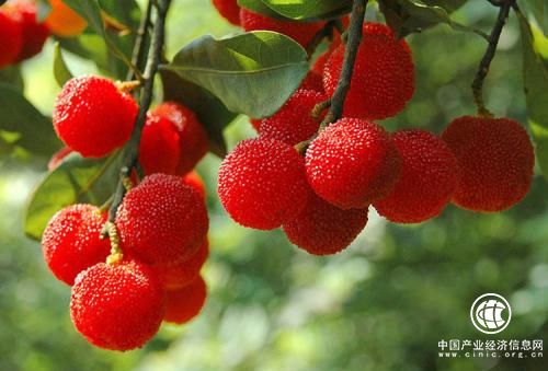 从小目标做起——湖南靖州的杨梅扶贫经