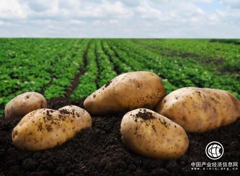 发力全产业链关键点 马铃薯主食产业谋求大格局
