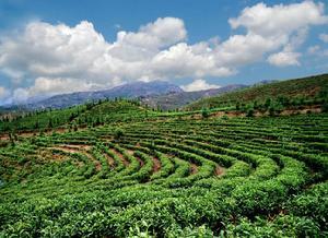 云南国资国企交出乡村振兴亮眼“成绩单”