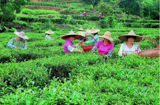 “中国白茶之乡”福建福鼎：一片叶子成大产业