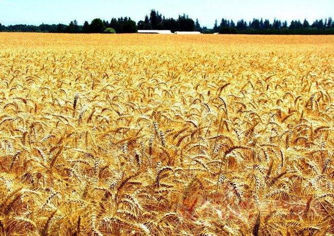 支持粮食生产政策力度不能放松