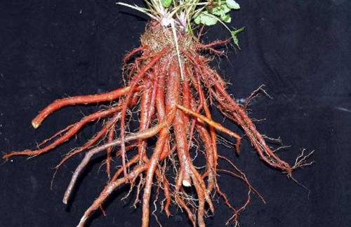 红丹参种出火红好日子