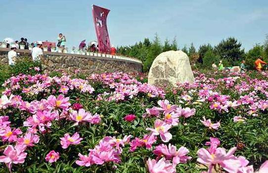 内蒙古呼和浩特和林格尔：芍药花开引客来