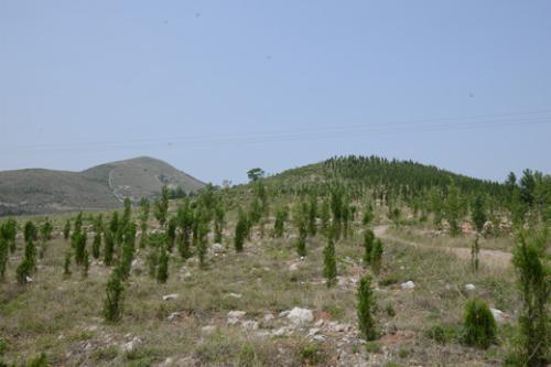 山东：自今年起在全省实施造林绿化十大工程