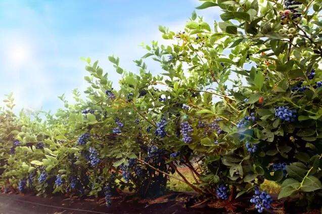 大兴安岭蓝莓园：一个人带火一个产业