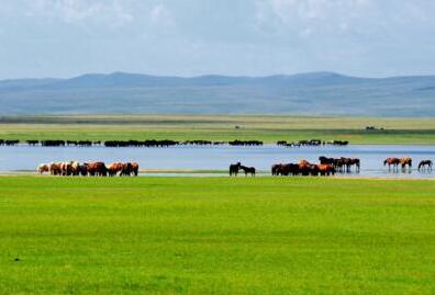 青海草原综合植被盖度达57.9% 年牧草产量稳定在9000万吨以上