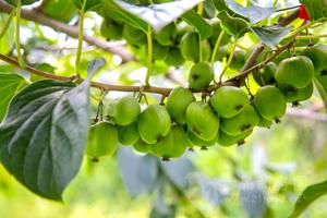 辽宁丹东发展特色果业带动精准扶贫