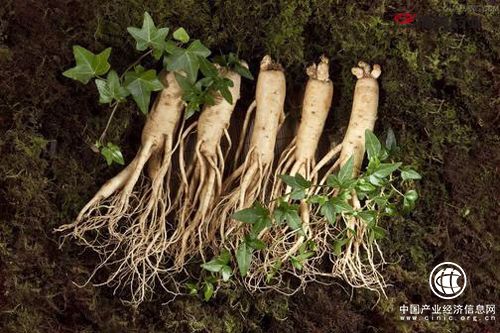 “中国人参之乡”吉林省通化市做大做强人参产业