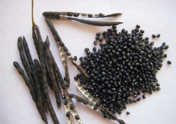 黑龙江省绥化市明水县：把黑豆打造成“豆中之王”