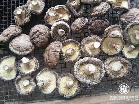 湖北随州：擦亮“中国香菇之乡”金字招牌