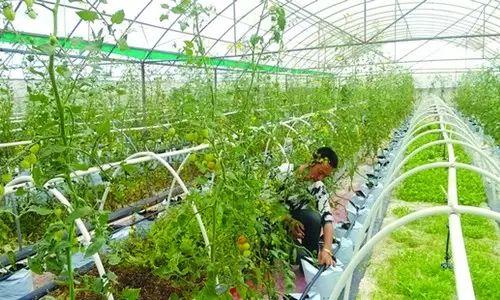 黑龙江省奖补省级示范家庭农场