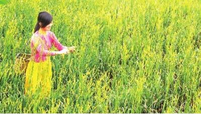 中国黄花菜之乡湖南省祁东县：祁东黄花分外香