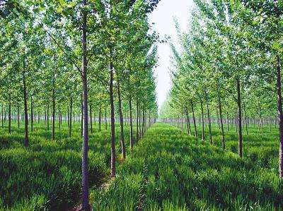 河南利用外资造林747万余亩