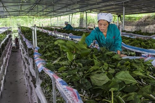 重庆市黔江区试点探索蚕桑产业研学旅一体化发展