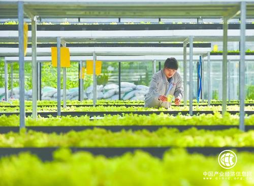 内蒙古巴彦淖尔市设施农业助力产业扶贫