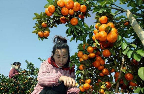 扬长避短 苦练内功 广西水果实现逆势发展