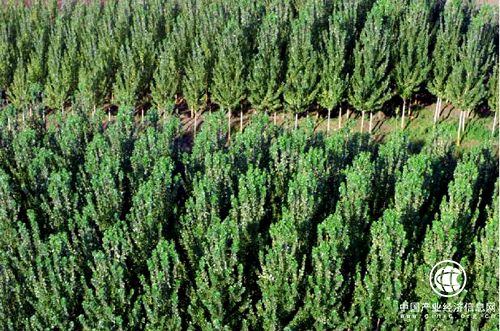 新疆财政下达3.9亿元支持林业生产和林业生态建设