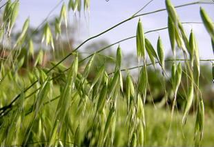 中食协与内蒙古乌兰察布共建“中国燕麦之都”