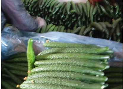 河北省平泉市：小黄瓜拓宽山区百姓致富路