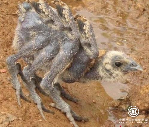 肉鸡是激素催生的？还有多翅膀多条腿的变异鸡？真相在这里