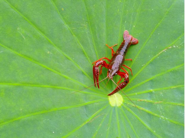 这才是鱼米之乡应有的滋味！