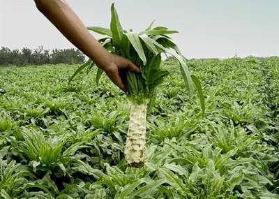 甘肃农产品打造市场竞争新优势